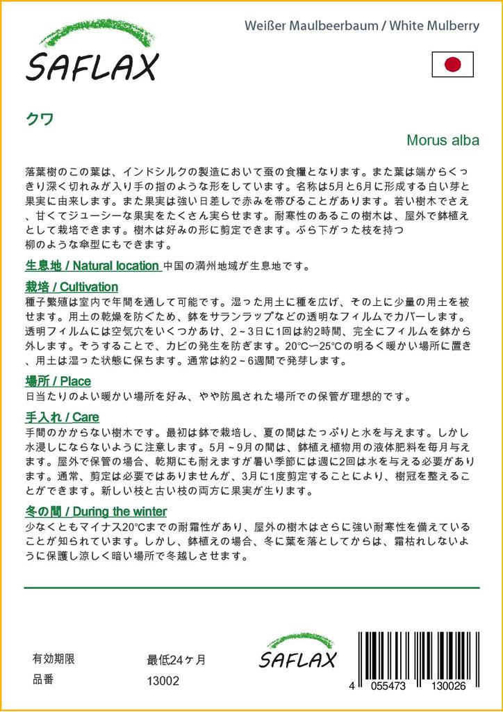 SAFLAX Moruše bílá - 200 semen - Se substrátem pro lepší pěstování - Morus alba