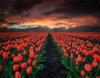 RUOPOTY Digital Painting Flower Sea Hand-Painted Wall Art Painting Unique Gifts On Canvas Sunset Pictures Home Decoration
