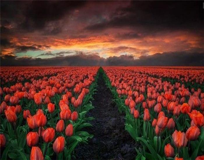 RUOPOTY Digital Painting Flower Sea Hand-Painted Wall Art Painting Unique Gifts On Canvas Sunset Pictures Home Decoration