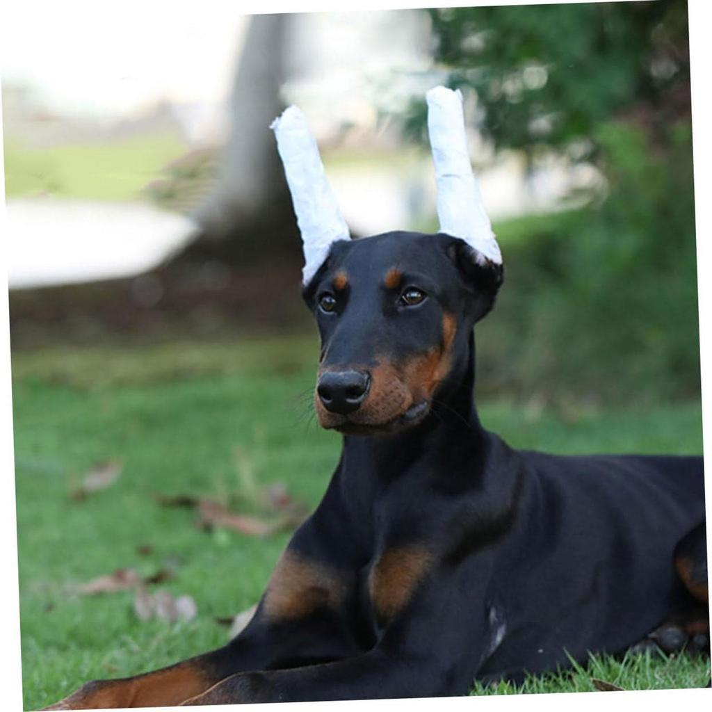 Support Foam Rod for Corgi And Doberman Ears