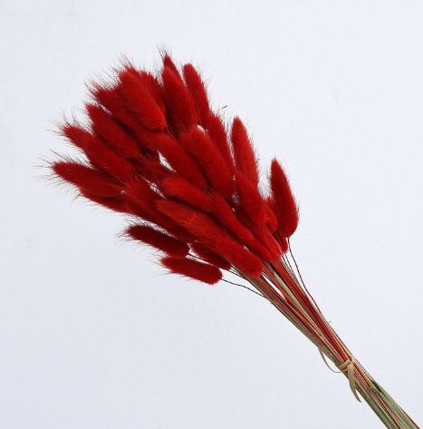 Dried Bunny Tail Grass Bouquet, Real Preserved Natural Flowers for Home Decor