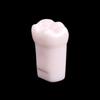 10Pcs Dental Typodont Teeth Model Removable Individual Screw-In Resin Denture Practice Tooth For Dental Studying Training