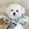 Dog Autumn And Winter Traction Pet Clothes Teddy Bichon Schnauzer French Dou Corgi Small Dog Pomeranian Winter