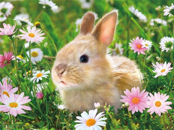 

5D Diy Алмазная картина Мозаика Кролик Маргаритка Полная квадратная/круглая вышивка Животное Трава Домашний декор Full Round 20x30CM