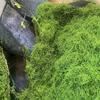 Lifelike Artificial Moss For DIY Crafts Home Decor  Evergreen Plant Accent For Indoor Landscapes Wedding Decorations  More