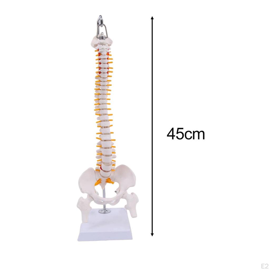 Hängendes menschliches Wirbelsäulenmodell mit Becken und Oberschenkelknochen, detaillierte Wirbelsäule, flexibel, für die Wissenschaft