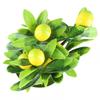 Artificial Artificial LemonTree False Plant Artificial Lemon Tree
