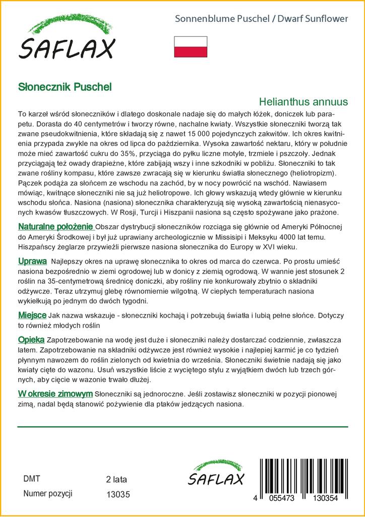 SAFLAX Cüce Ayçiçeği - 40 tohum - Helianthus annuus