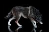 1/6 Scale Coyote Wolf Animal Figure, Realistic PVC Plastic Model, Premium Adult Toy, 20cm Class, Original Statue, Painted, Complete, Perfect for Anima