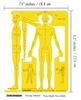 Traceease Male Human Figure Template Stencils Designer  S Drafting Tools- 1