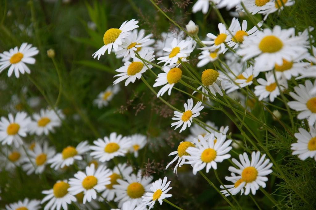 Chamomile flower 100g Herbal Tea Tisania