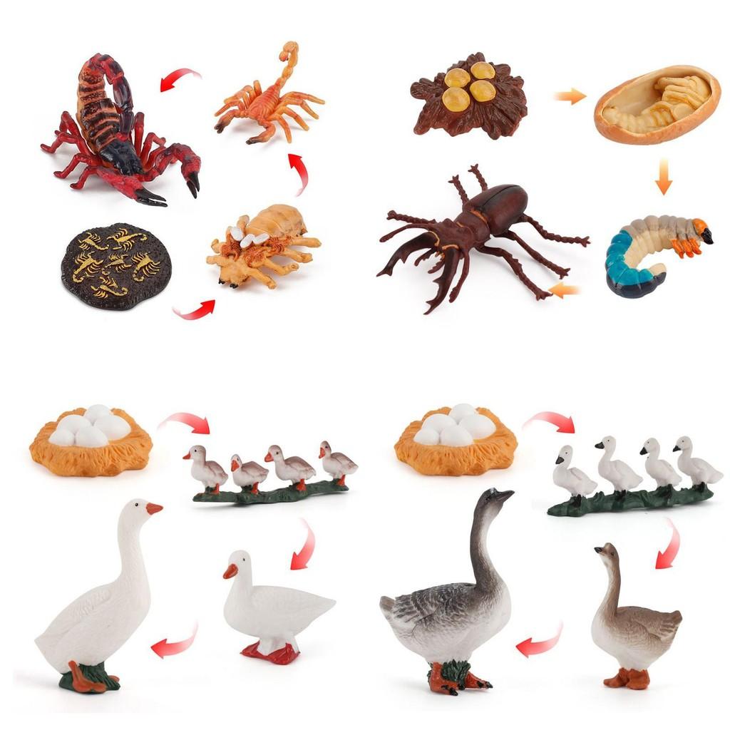 Adorable Montessori Simulation Solid Turtle Chick Frog Animal Growth Cycle Teaching Aids For Engaging Learning And Decorative Displays