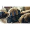 Lots 100pcs 14 Colors Soft Dog Pet Nail Caps Claw Control Paws off + 5pcs Adhesive Glue Size XS S M L XL XXL Free Shipping
