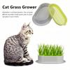 1 Pack Katzengras Anzuchtbox, Hydroponische Pflanzkästen, Robuste Kunststoff Anzuchtschalen mit Einfachem Wasseraustausch-Design für Katzen