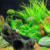 Aquarium Decoration Decaying Trunk Hideout, Betta Fish Shelter with Multiple Holes And Shrimp Habitat Caves, Resin Decorative Log Hide Cave