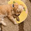 Pet Supplies Small Pillow, Soft Universal Pillow For Cats And Dogs, U-shaped Cervical Vertebra Pet Toy