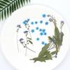 Art Candle Making Natural Card Pressed Flower Don't Forget Me Forget-Me-Not with Stem Dried Flowers