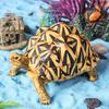 Crab Turtle Squid Salamander Hairtail Salmon Shark Marine Life Model Ornament