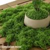 High Simulation Artificial Moss for Green Landscape Arrangement and Bonsai