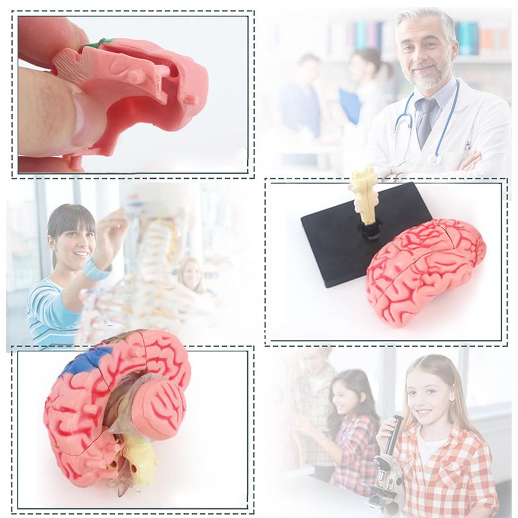 Brain Model Neuroanatomy Structure Teaching Tool Human Brain Anatomical Model with Base for Education Display