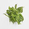 Net-Patterned 5-Prong Faux Leaf Wall Decor with Green Plant Simulation