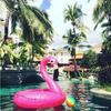 Adult Flamingo Inflatable Swim Ring Water Toy Pvc Thick 3 Animal Pattern 120cm 90cm