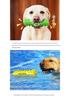 Squeaky Dog Chew Toy & Toothbrush Stick