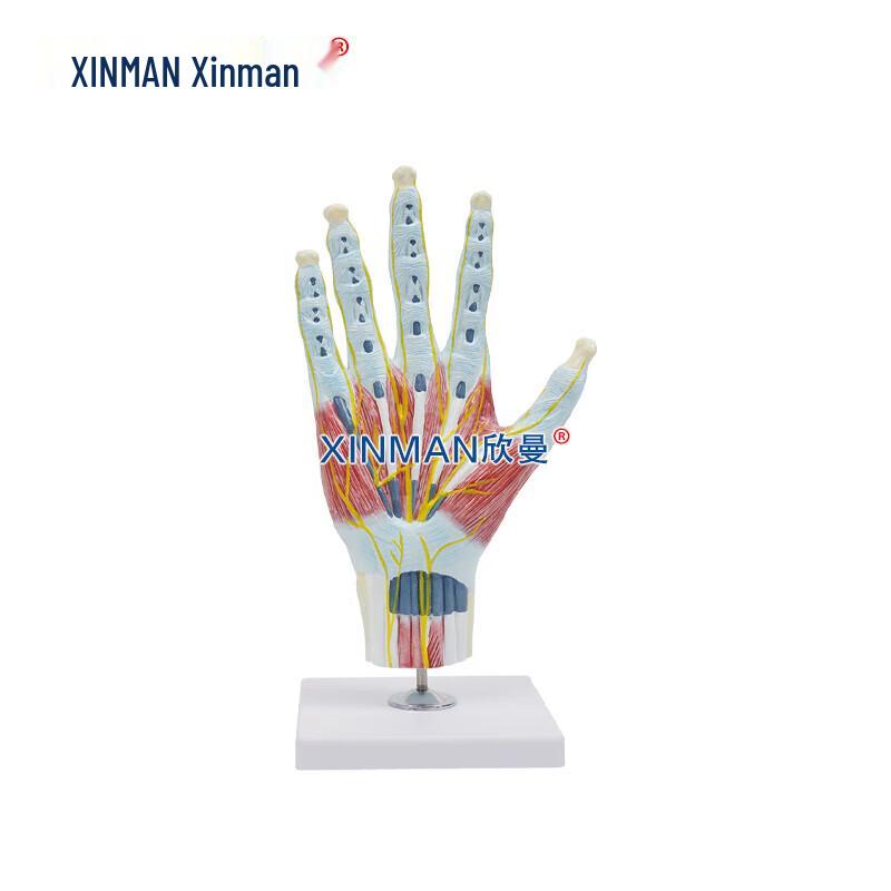 Xinman Science and Education Human Anatomy Models