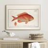 Vintage Freshwater Saltwater Fish Illustration Posters and Prints Canvas Printing Wall Art Picture for Living Room Home Decor