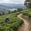 250g Taiwan Dongding Oolong Tee Hochgebirge Grüner Milchiger Tee Premium