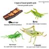 Mini Animal Growth Cycle Toys: Butterfly, Rooster, Ant, Frog, Sea Turtle, Dragonfly
