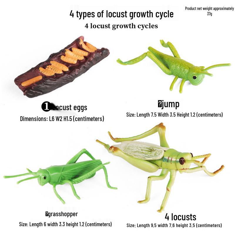 Mini Animal Growth Cycle Toys: Butterfly, Rooster, Ant, Frog, Sea Turtle, Dragonfly