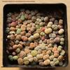Rare Lithops Succulent Pot: Diverse Colors & Varieties