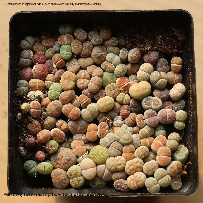 Rare Lithops Succulent Pot: Diverse Colors & Varieties