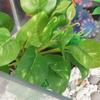 Small Artificial Water Grass Simulation Underwater Plant Aquarium Water Plants  Fish Tank