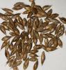 20 Semena BAMBUSU " DENDROCALAMUS STRICTUS-ČERSTVÁ SEMENA