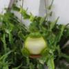 Swing Frogs Planter Pot Cute Smiling Face Resin Flower Pot Swing Succulent Flower Planter Wall Hanging Flower Pot Garden Decor