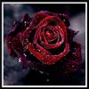 Pittura diamante 5D Fai da te Paesaggio Fiore Colore Rosa Ricamo diamante Ricamo diamante